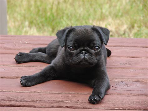 Pug - Puppies, Rescue, Pictures, Information, Temperament, Characteristics | Animals Breeds