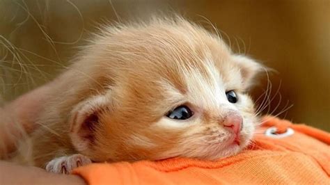 Cute Baby Kittens Wallpaper