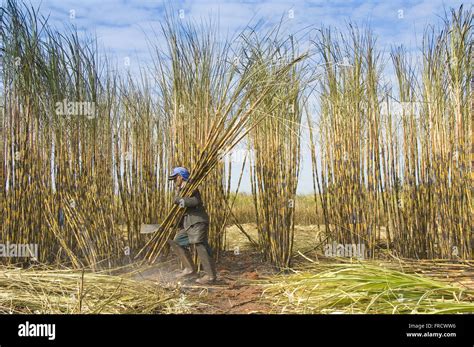 Manual harvesting of sugar cane Stock Photo - Alamy