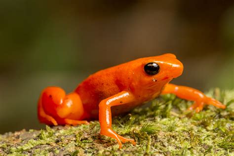 Fabulous Frogs | The World's Most Endangered Frogs | Nature | PBS