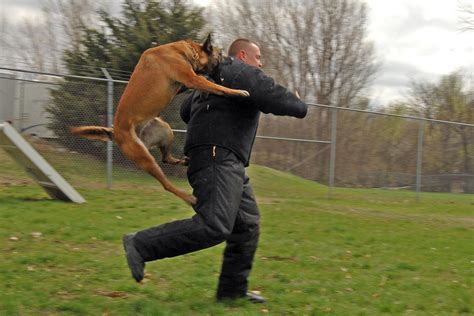 File:Police dog attack.JPG - Wikimedia Commons