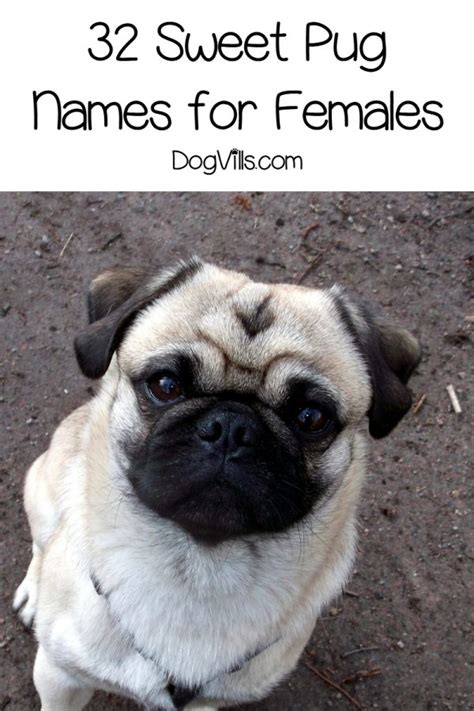 66 Perfect Pug Dog Names for Male & Female Pups - DogVills