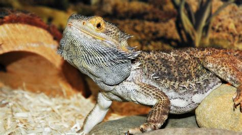 14 Bearded Dragon Accessories & Decorations that your Beardie Will Love