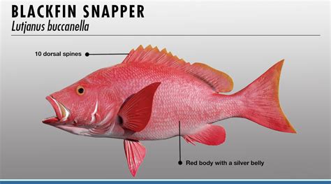 Snapper Fish Identifier | FISHTRACK.COM