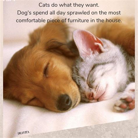 Funny Cat Vs Dog Quotes - ShortQuotes.cc