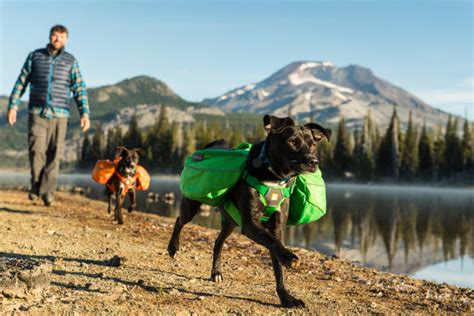 Essential Dog Camping Gear