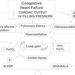 (PDF) Cheyne-Stokes respiration in patients with congestive heart failure: causes and consequences