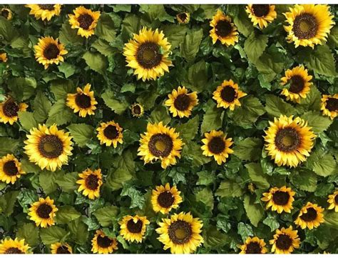 Olympic Party Hire | Sunflower Wall