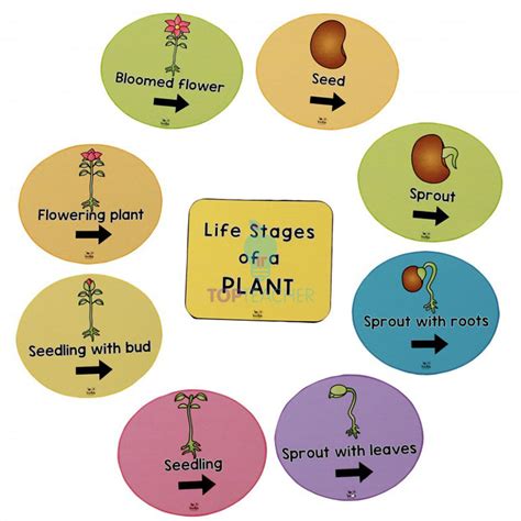 Life Cycle Of A Plant Drawing Easy