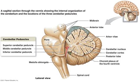 Pin by Quré Botha on ANATOMY SKETCHES | Cerebellum anatomy, Brain images, Human brain parts