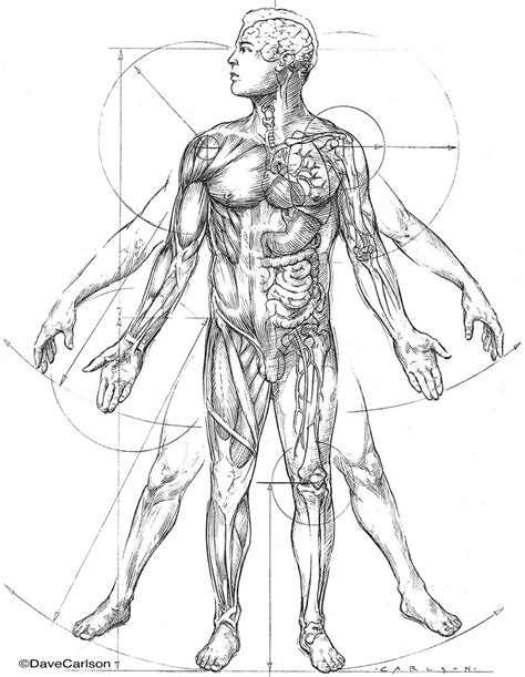 Vitruvian Man Drawing at GetDrawings | Free download