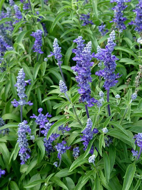 purple flowers are blooming in the garden