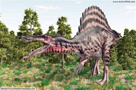 Spinosaurus Facts for Kids & Students - Information & Pictures