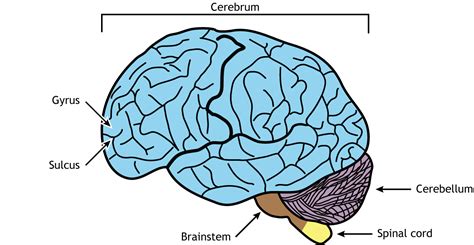 Human Brain Parts Labeled