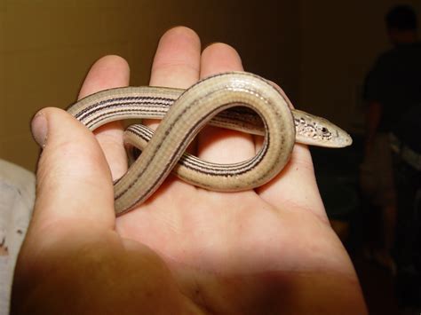 Slender Glass Lizard - Ophisaurus attenuatus | Brad Glorioso’s Personal Website Amphibians and ...