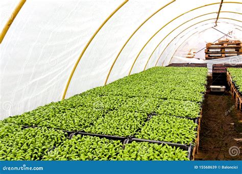 Greenhouse nursery stock image. Image of cultivation - 15568639