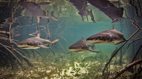 Lemon Shark Bimini The Bahamas Mangrove Mangrove Forest Shark Photos