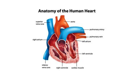 How Important Are Heart Valves? | Abiomed.com