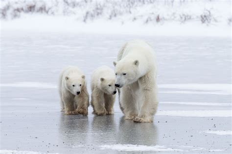 Polar Bear Cubs - Arctic Wildlife Photography, Polar Bear Images