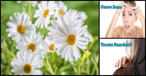 Uses Of Chamomile For Beauty Purposes | Dr Farrah MD