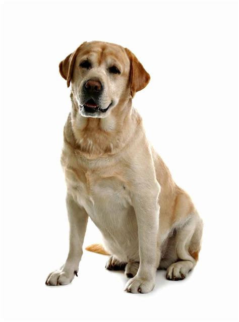 Labrador Retriever: Easy to train dogs good for first-time owners