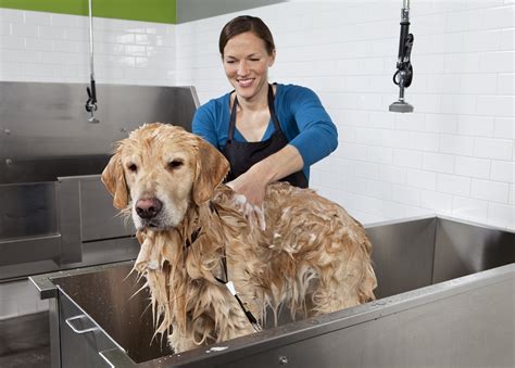 Top Dog Grooming Tips - Jaycliffe Kennels & Cattery News