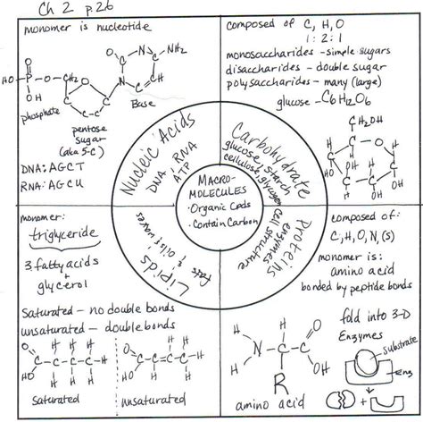 Biological Macromolecules Worksheet Pdf – Askworksheet