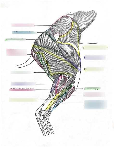 Vertebrate Anatomy Rabbit Leg Muscles Diagram | Quizlet