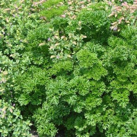 Curly Parsley | plant lust