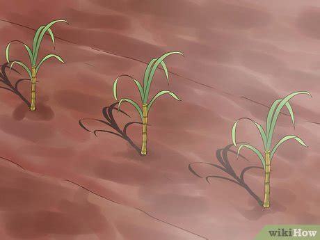 How to Plant Sugar Cane (with Pictures) - wikiHow