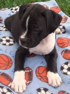 Cute bulloxer puppies for sale for Sale in Marinette, Wisconsin Classified | AmericanListed.com