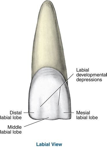 Cingulum Tooth