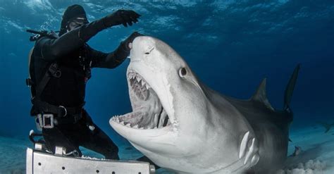 Are Tiger Sharks Dangerous Or Aggressive? - A-Z Animals