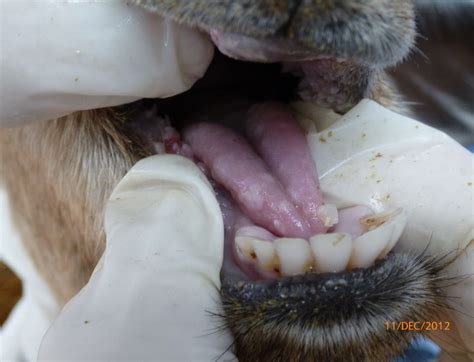 Foot Mouth Disease In Dogs - Infoupdate.org