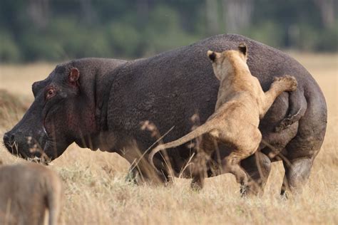 Lion Sneaks Up On Hippo, Regrets It Immediately