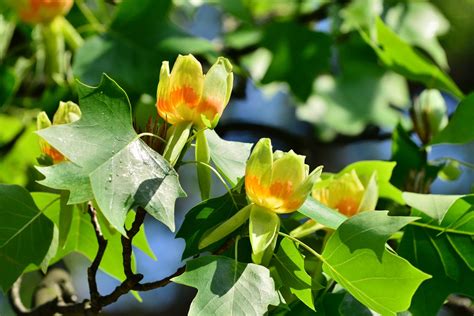 Tulip Poplar Tree Information: How To Grow And Care For Tulip Trees