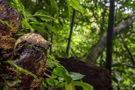 The smallest reptile on the planet might be the cutest, too