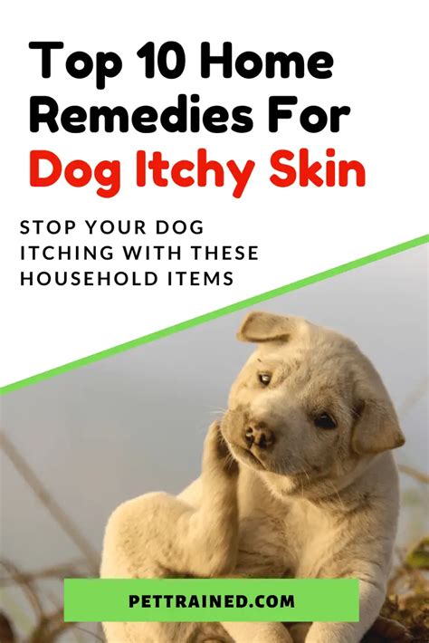 Top 10 Home Remedies For Itchy Skin In Dogs - Pet Trained