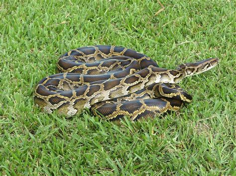 Burmese pythons in Florida - Wikipedia