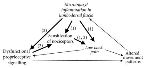 Lumbodorsal fascia as a potential source of low back pain – Fascia & Fitness