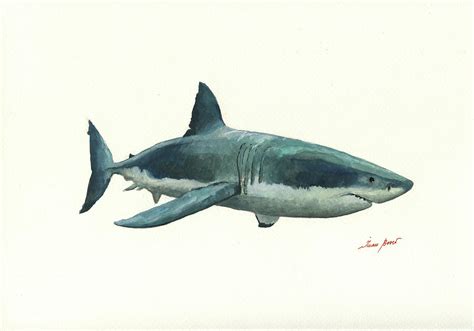 Great white shark Painting by Juan Bosco