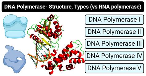 Eukaryotic and Prokaryotic DNA Polymerase