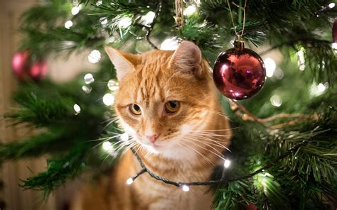 A Cat Christmas Tree Will Keep Your Pet (and Tree) Safe [2024]