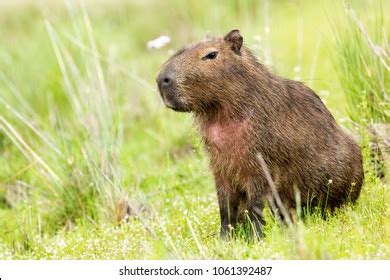 Brazil Wildlife Capybara Hydrochoerus Hydrochaeris Biggest Stock Photo 2120513234 | Shutterstock