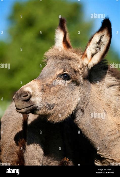 Domestic Donkey Breeds