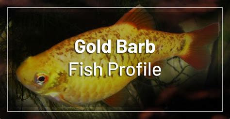 Gold Barb Fish Profile - Care, Feeding, Breeding, Tank Mates & Requirements