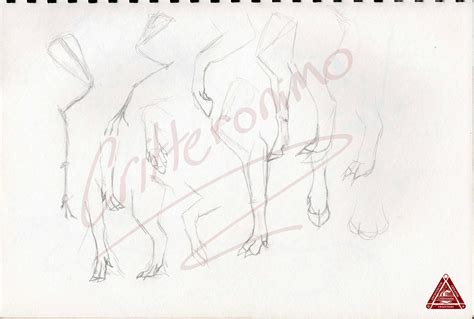 Mountain Horse Leg Anatomy by Critteronimo on DeviantArt