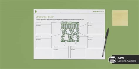 Structure of a Leaf Worksheet (Teacher-Made) - Twinkl