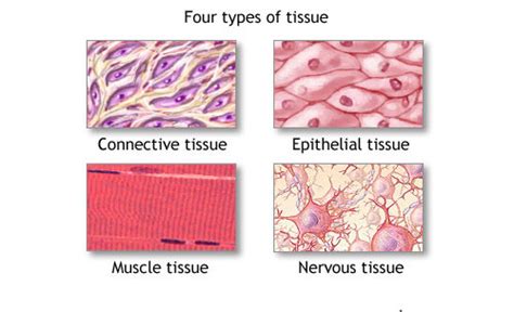 Top 37 + Name the animal tissue which is present in the larynx - Lestwinsonline.com