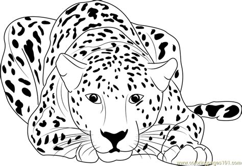 Cheetah Sitting Coloring Page - Free Cheetah Coloring Pages : ColoringPages101.com